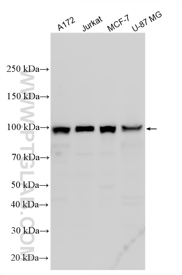 WB analysis using 17728-1-AP