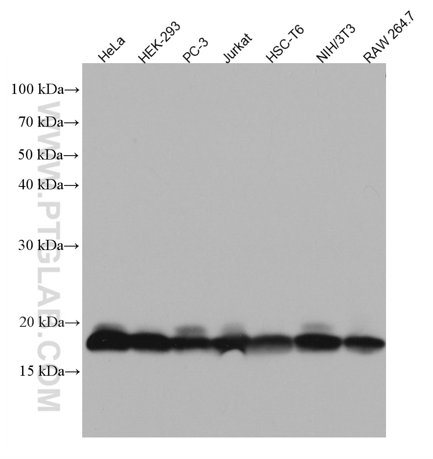 WB analysis using 67214-1-Ig