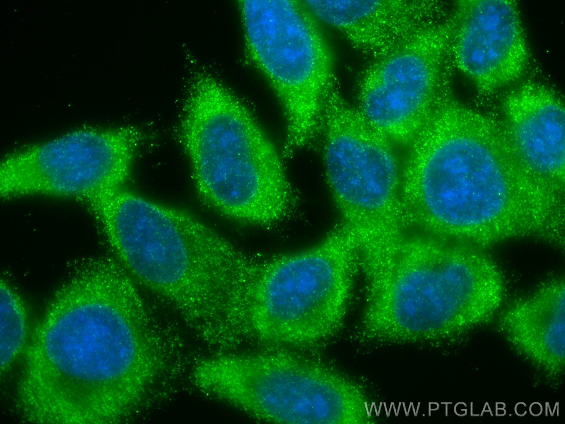 IF Staining of HepG2 using 67907-1-Ig