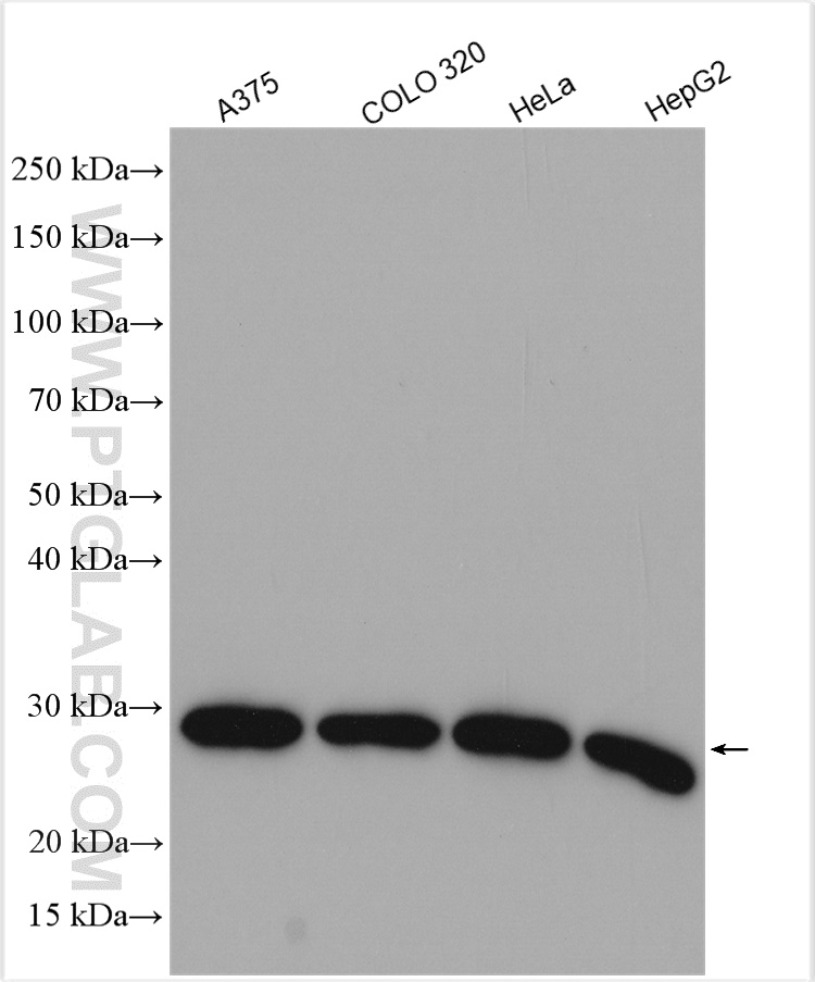 WB analysis using 10291-1-AP