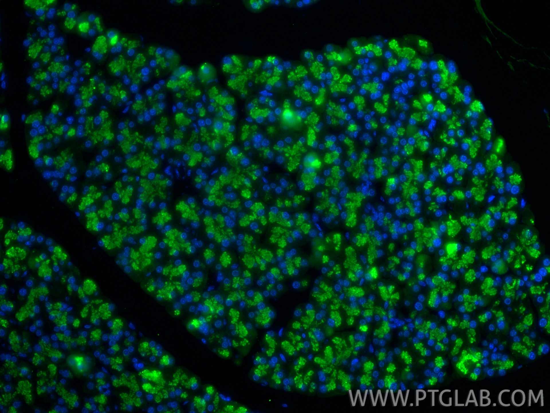 IF Staining of mouse pancreas using 15737-1-AP