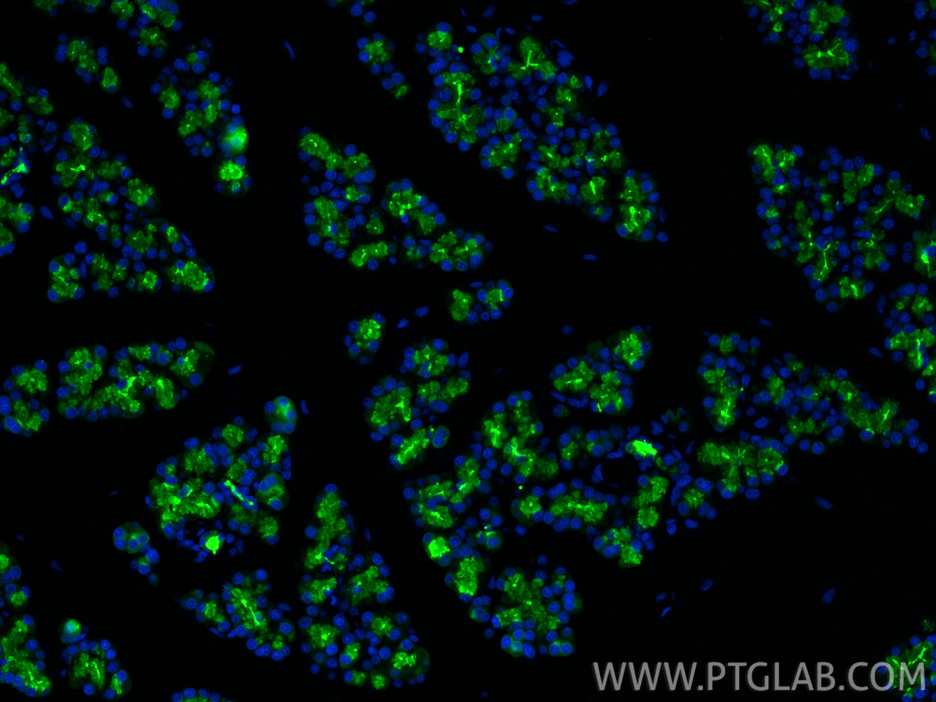 IF Staining of rat pancreas using 15737-1-AP