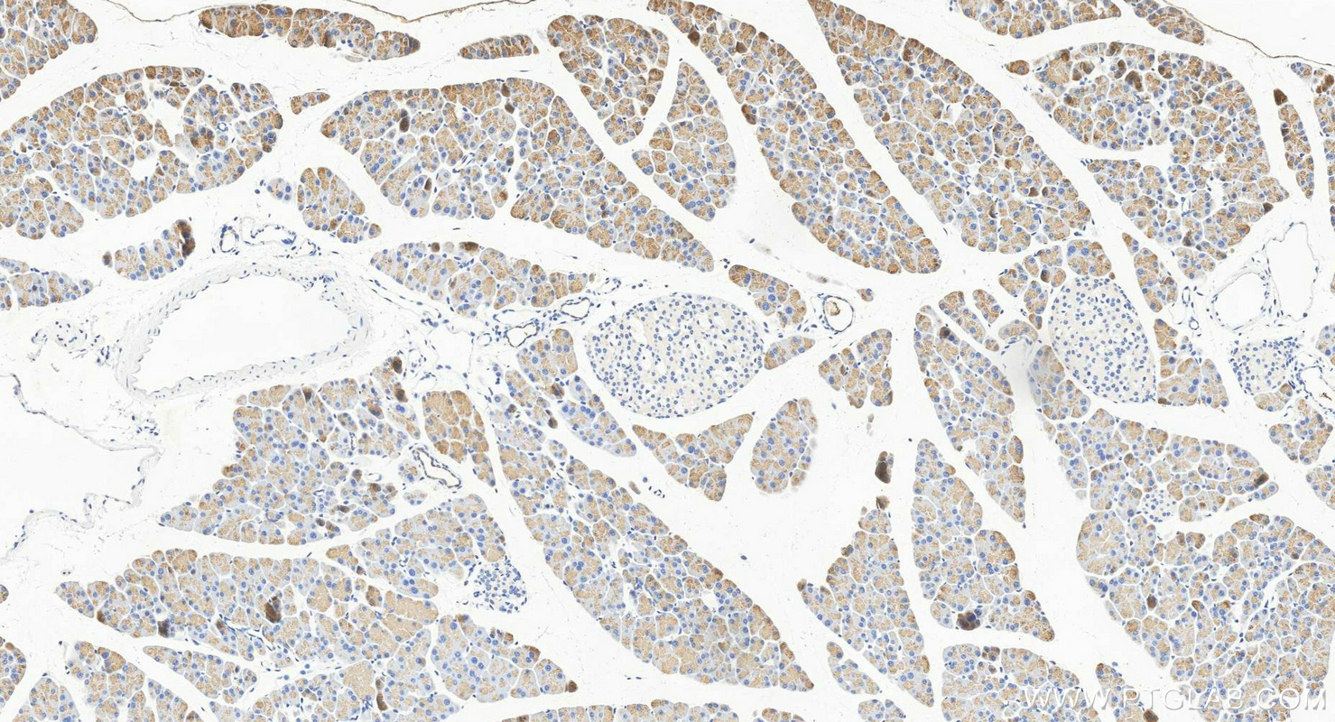 IHC staining of mouse pancreas using 15737-1-AP