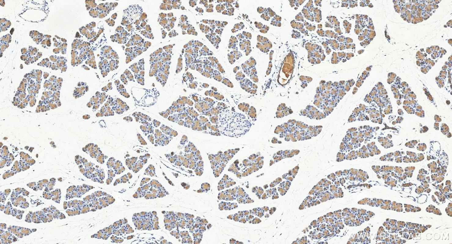 IHC staining of rat pancreas using 15737-1-AP