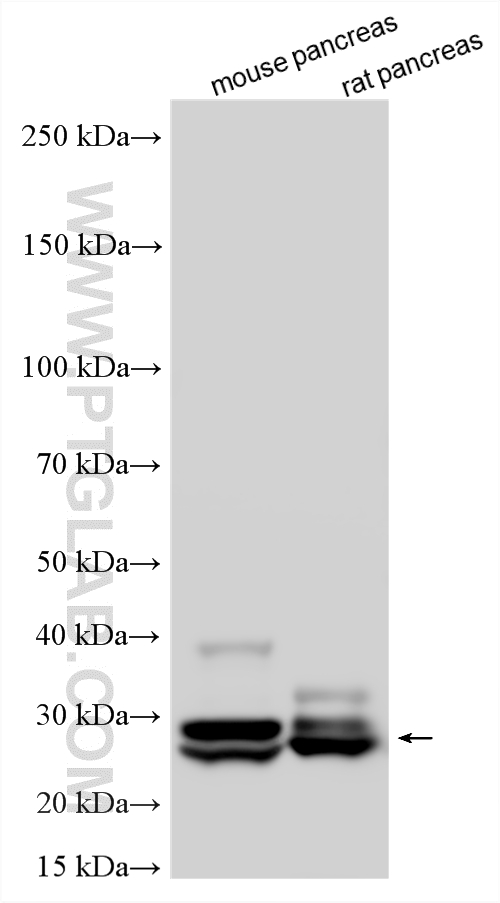 WB analysis using 15737-1-AP