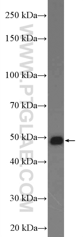 WB analysis of mouse liver using 26639-1-AP