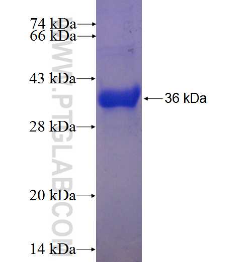 ELAC1 fusion protein Ag23939 SDS-PAGE