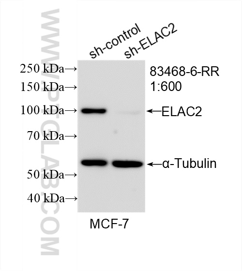 WB analysis of MCF-7 using 83468-6-RR