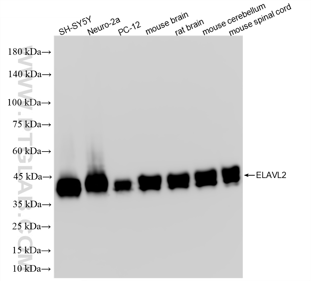 WB analysis using 86623-3-RR