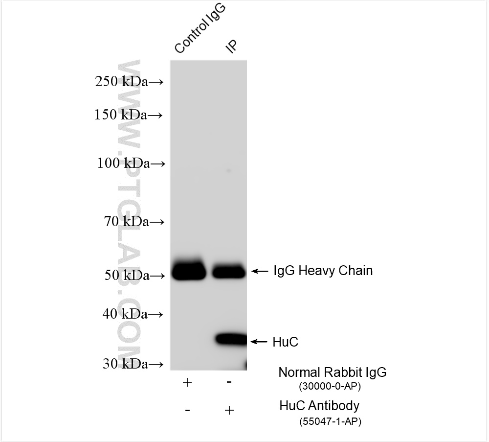 IP experiment of Neuro-2a using 55047-1-AP