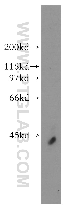 WB analysis of human cerebellum using 13032-1-AP