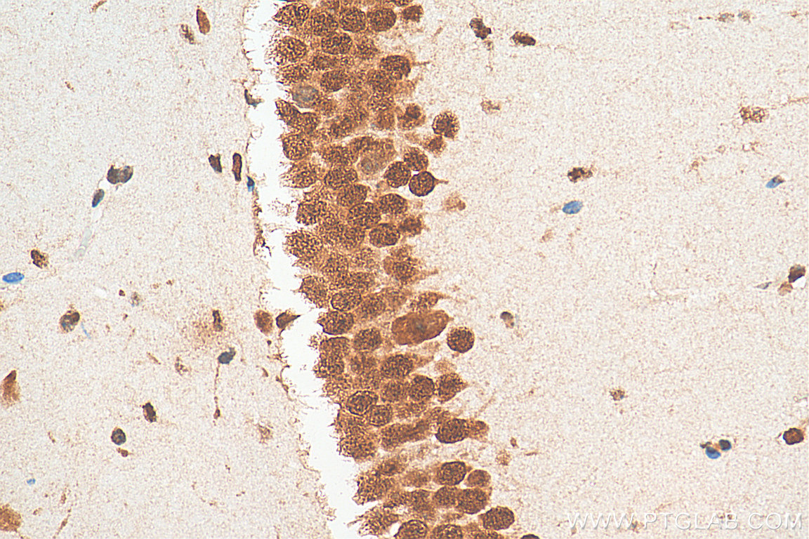 IHC staining of mouse brain using 67835-1-Ig (same clone as 67835-1-PBS)