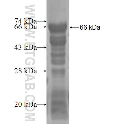 ELF2 fusion protein Ag3170 SDS-PAGE