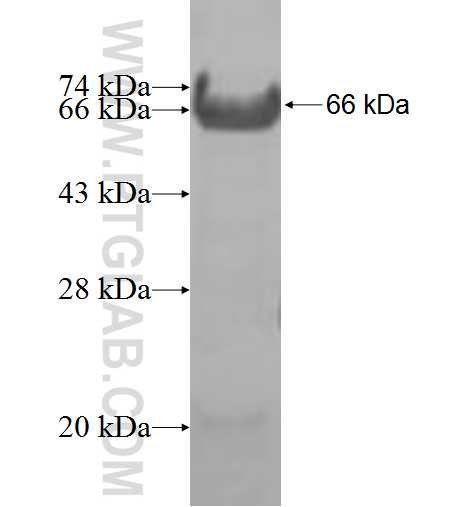 ELF4 fusion protein Ag8836 SDS-PAGE