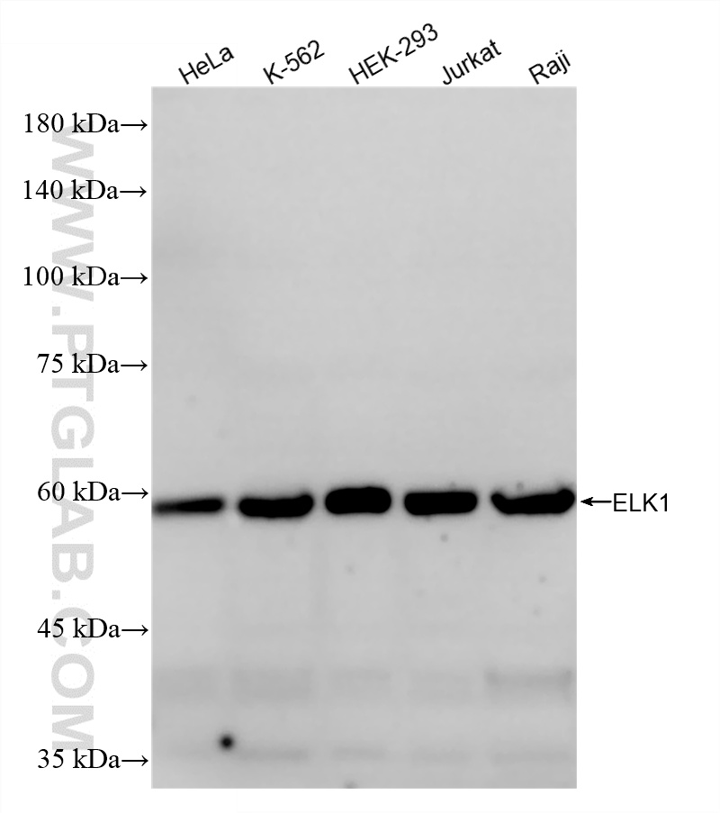 Various lysates were subjected to SDS PAGE followed by western blot with <a class='green' href='/productredirect?CatalogNo=87009-2-RR' target='_blank'>87009-2-RR</a> (ELK1 antibody) at dilution of 1:10000 incubated at room temperature for 1.5 hours. This data was developed using the same antibody clone with 87009-2-PBS in a different storage buffer formulation. WB analysis using 87009-2-RR (same clone as 87009-2-PBS)
