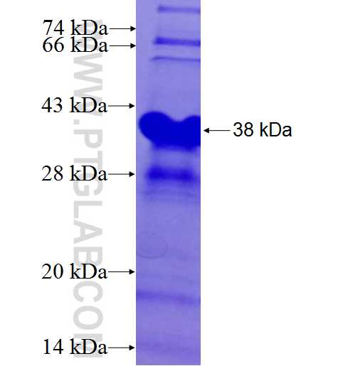 ELK1 fusion protein Ag25857 SDS-PAGE