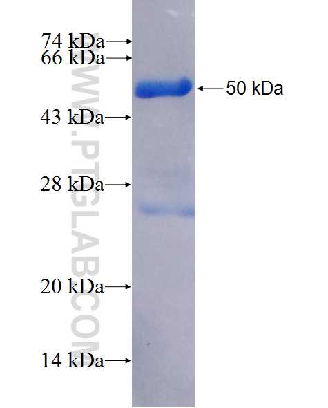 ELK1 fusion protein Ag26683 SDS-PAGE