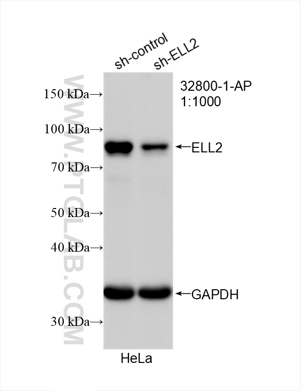 WB analysis of HeLa using 32800-1-AP