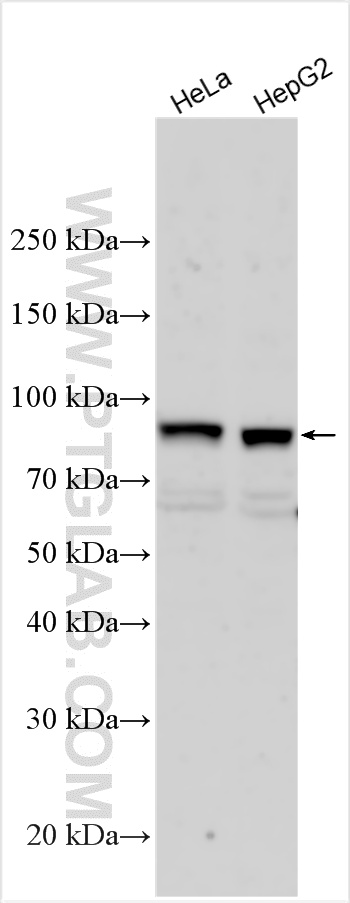 WB analysis using 32800-1-AP