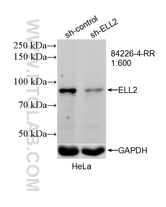 WB analysis of HeLa using 84226-4-RR (same clone as 84226-4-PBS) WB analysis of HeLa using 84226-4-RR (same clone as 84226-4-PBS)