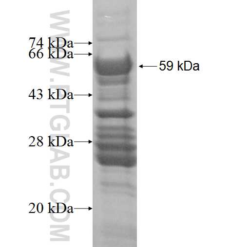 ELL2 fusion protein Ag3428 SDS-PAGE