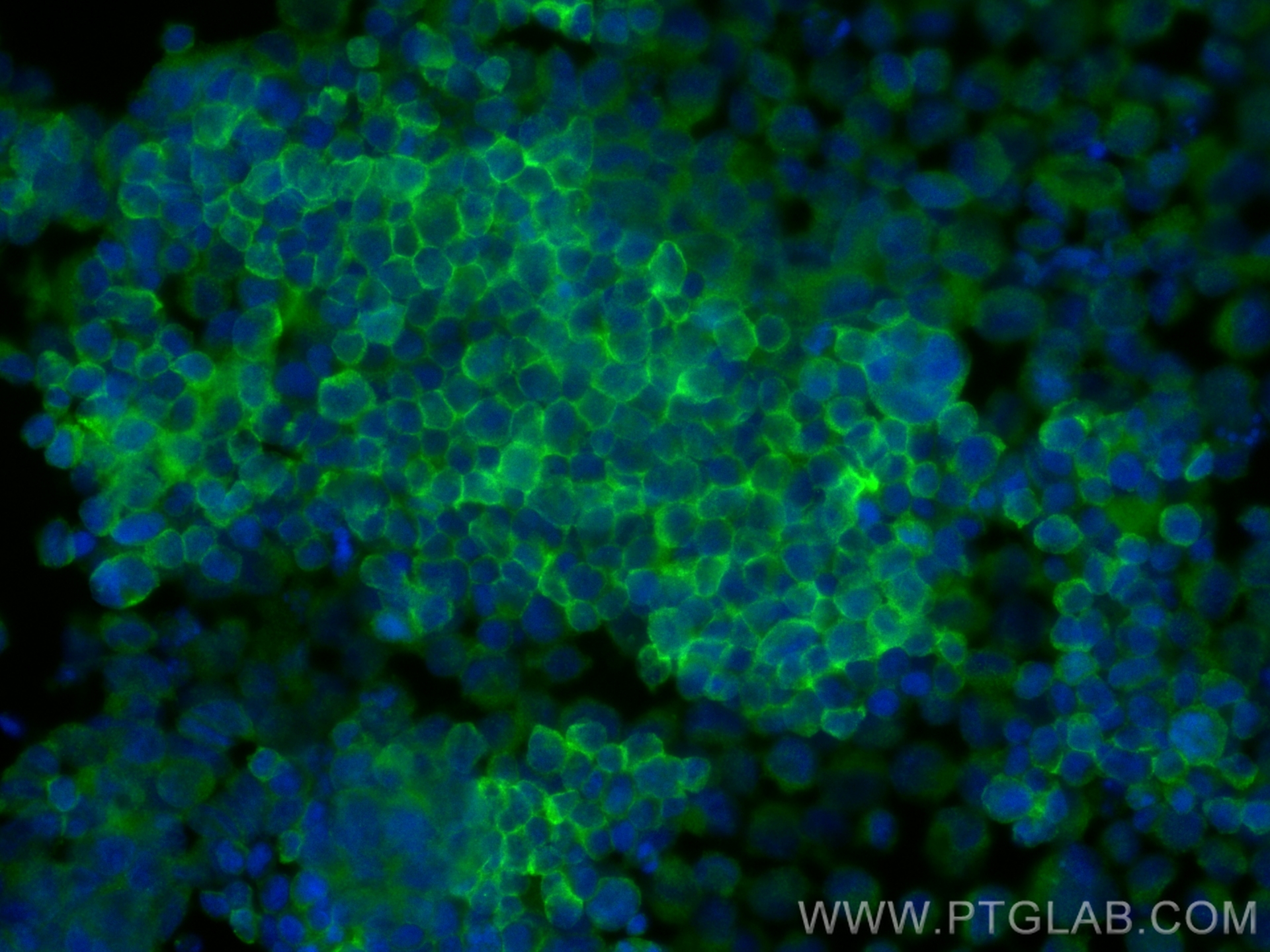 IF Staining of K-562 using 26974-1-AP