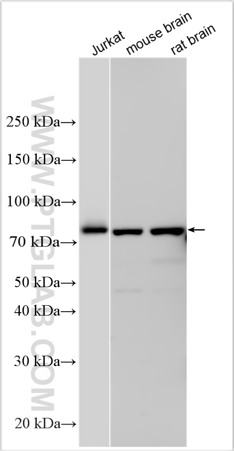 WB analysis using 26974-1-AP