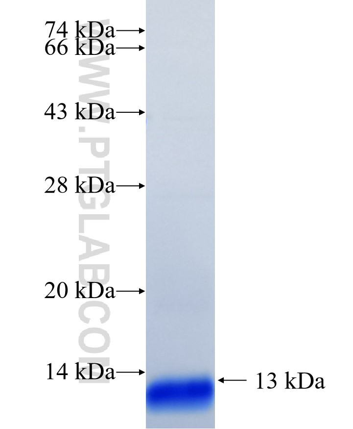 ELMO2 fusion protein Ag26974 SDS-PAGE