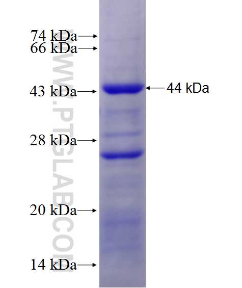ELMO2 fusion protein Ag27950 SDS-PAGE
