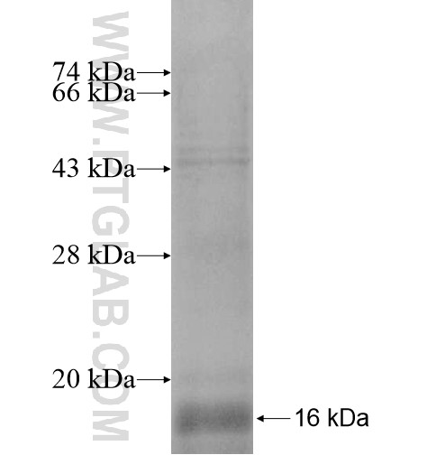 ELOF1 fusion protein Ag14722 SDS-PAGE ELOF1 fusion protein Ag14722 SDS-PAGE