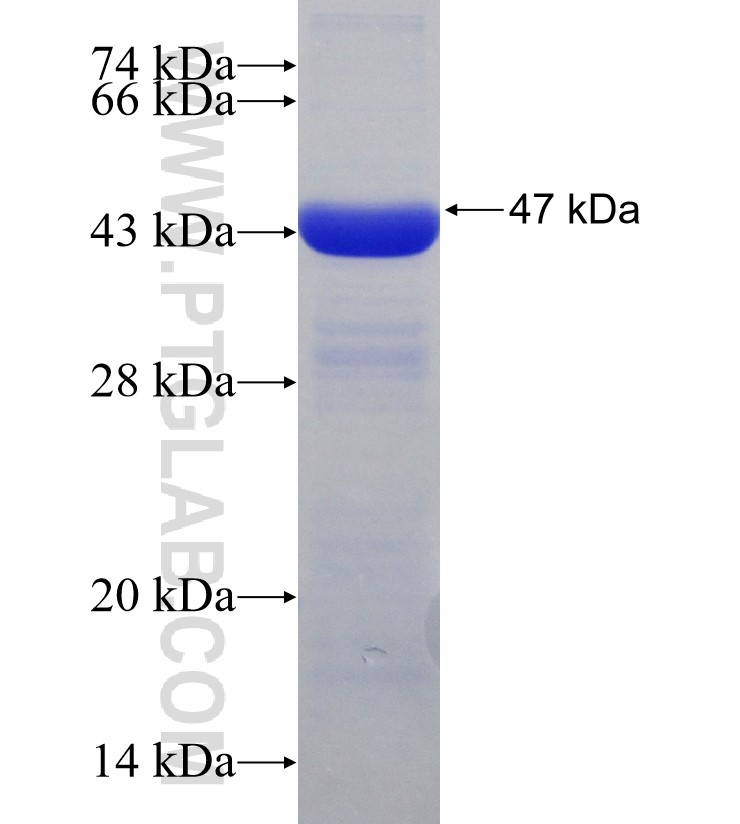 ELP3 fusion protein Ag30380 SDS-PAGE ELP3 fusion protein Ag30380 SDS-PAGE