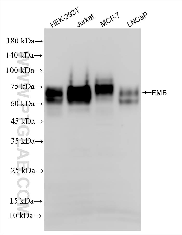 WB analysis using 86946-1-RR (same clone as 86946-1-PBS)