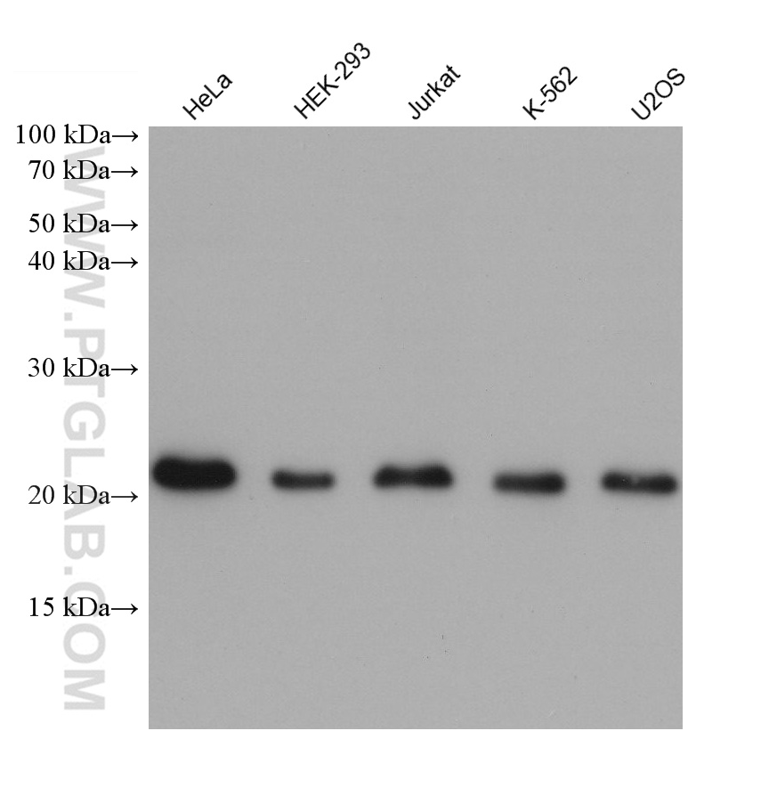 WB analysis using 68722-1-Ig (same clone as 68722-1-PBS)