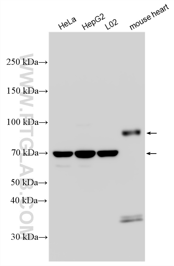 WB analysis using 34333-1-AP