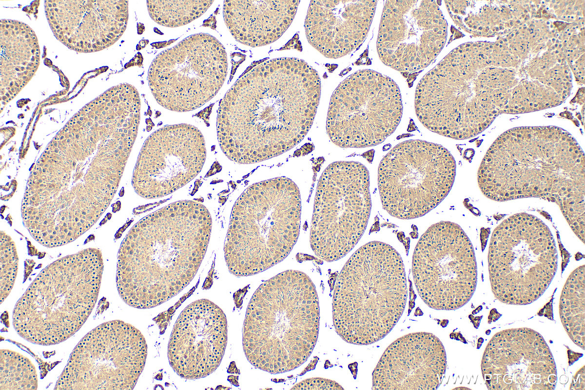 Immunohistochemical analysis of paraffin-embedded mouse testis tissue slide using 21308-1-AP (EMILIN3 antibody) at dilution of 1:200 (under 10x lens). Heat mediated antigen retrieval with Tris-EDTA buffer (pH 9.0). IHC staining of mouse testis using 21308-1-AP