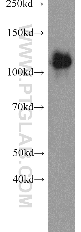 WB analysis of A549 using 22709-1-AP