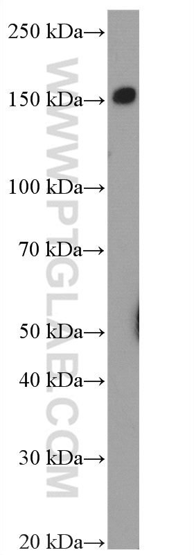 WB analysis of HL-60 using 27044-1-AP