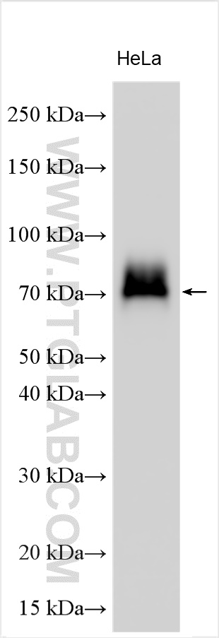 WB analysis using 32405-1-AP