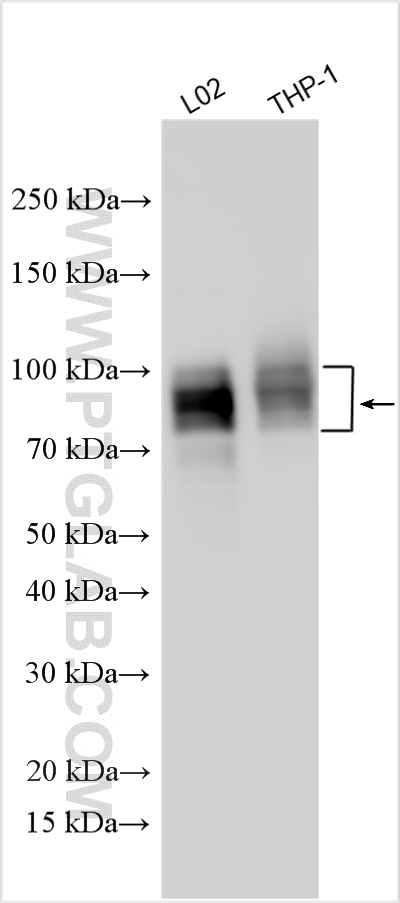WB analysis using 32405-1-AP