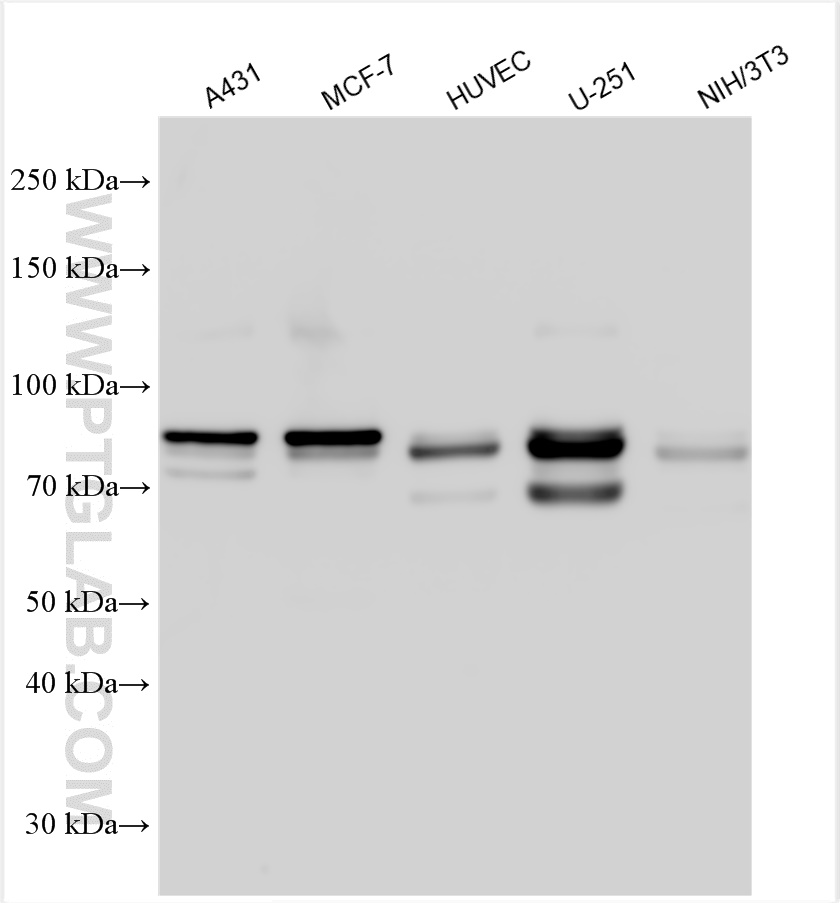 WB analysis using 26421-1-AP