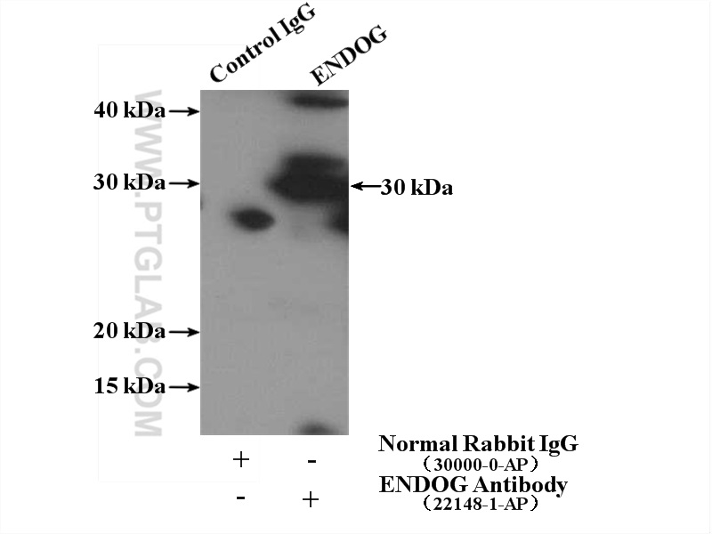 IP experiment of mouse heart using 22148-1-AP