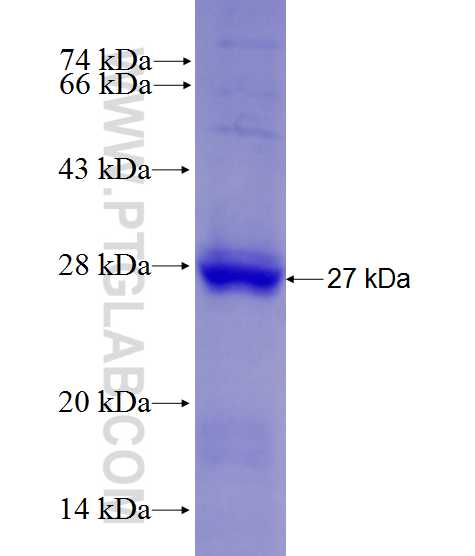 ENG fusion protein Ag27837 SDS-PAGE