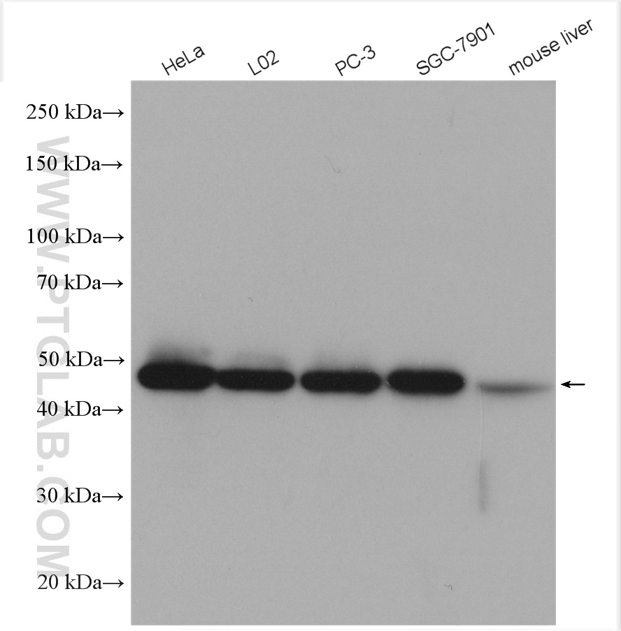 WB analysis using 11204-1-AP