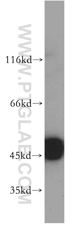 ENO1 Polyclonal antibody