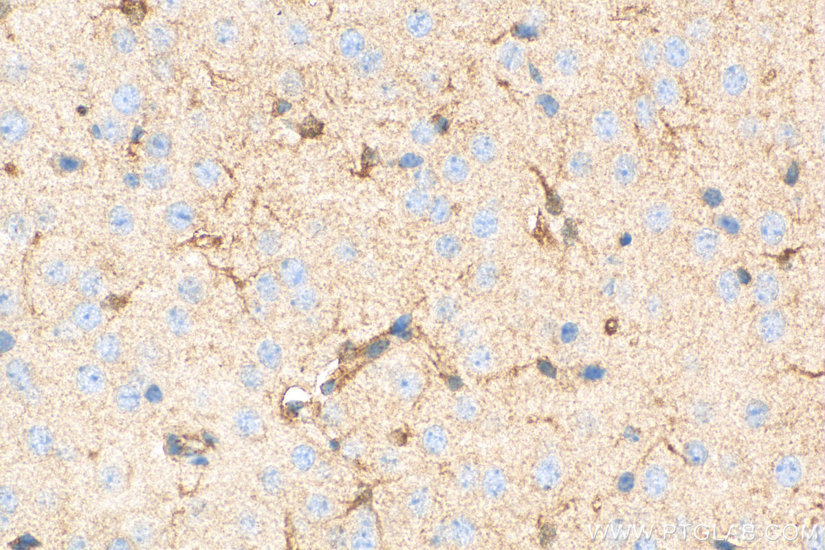 IHC staining of mouse brain using 81478-1-RR (same clone as 81478-1-PBS)