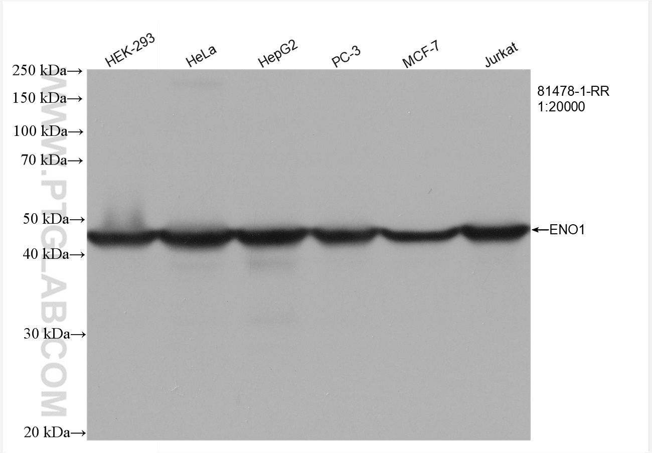 WB analysis using 81478-1-RR (same clone as 81478-1-PBS)