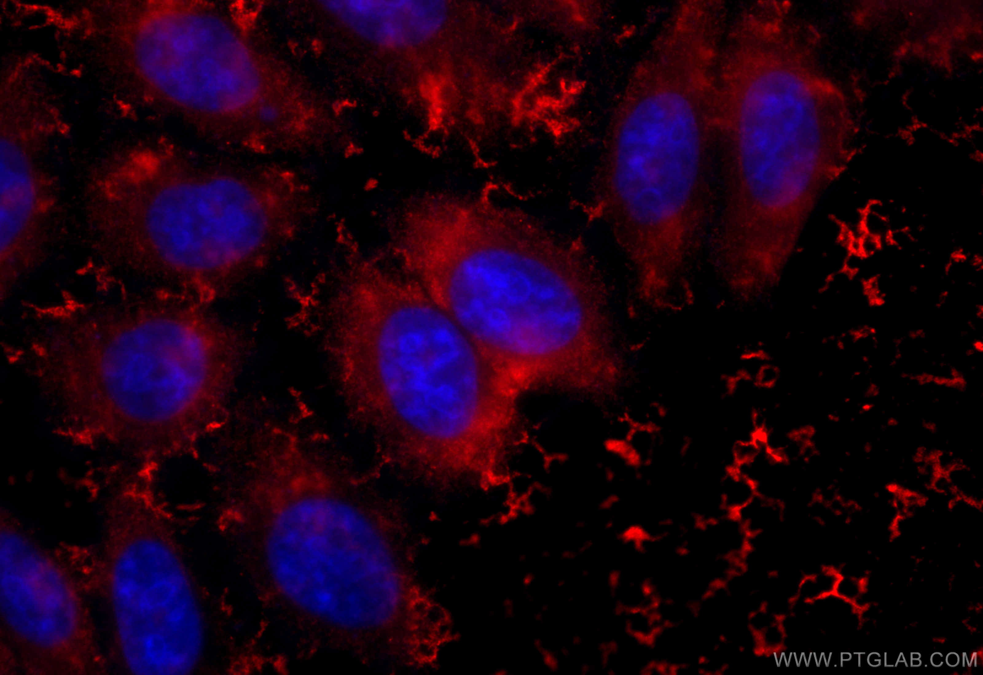 IF Staining of HepG2 using CL594-67187