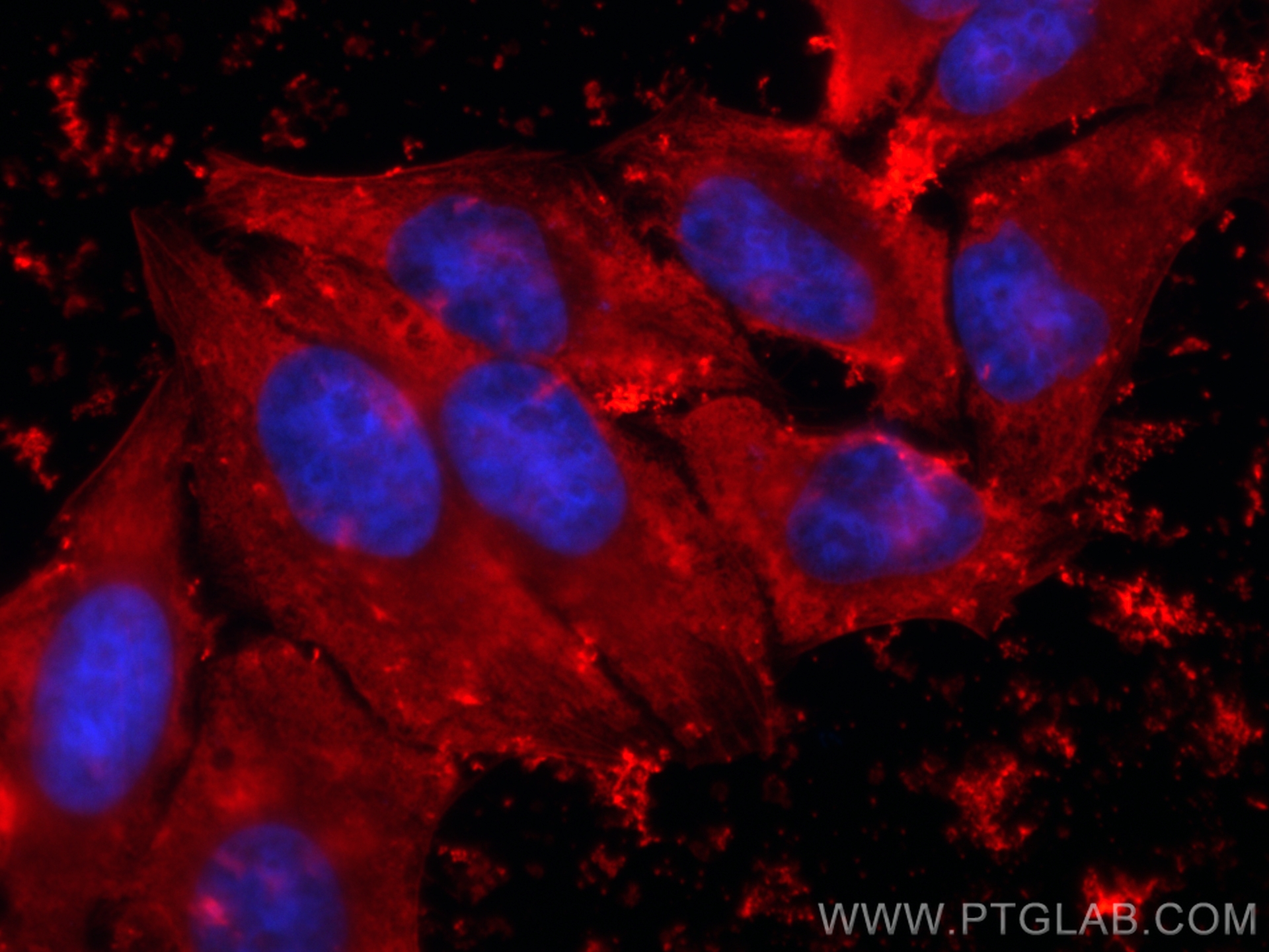 IF Staining of HepG2 using CL594-81478
