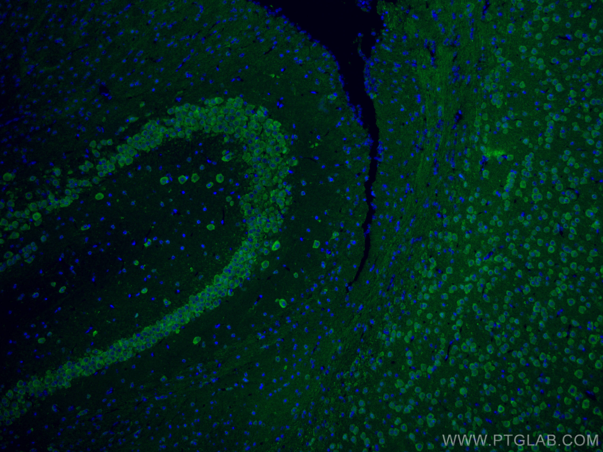 IF Staining of mouse brain using 66150-1-Ig (same clone as 66150-1-PBS)
