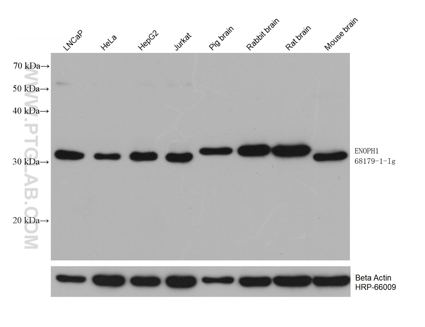 ENOPH1